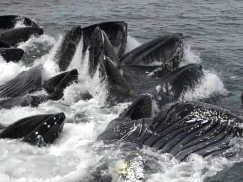 O melhor momento para observação de baleias no Alasca