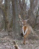 Fases da lua para Deer Hunting em Kentucky