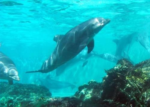 Como nadar com os golfinhos em Marathon, Florida