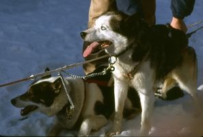 Como é um Husky treinados para puxar trenós?