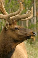Elk Hunting em Minnesota