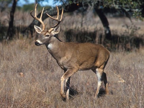 Alabama Whitetail estratégias de caça