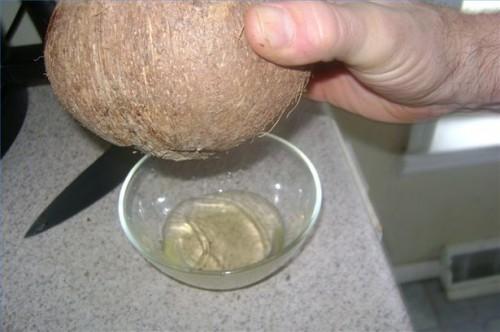 Como ordenhar uma Coconut