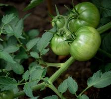Como armazenar Tomates verdes frescos