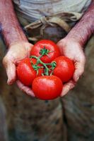 Como quentes Você cozinha Tomates para pasteurizar-los?