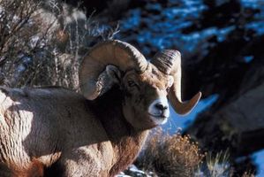 Como julgar uma ovelha Troféu Bighorn