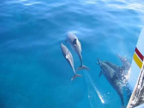 Como nadar com golfinhos em Kona Havaí