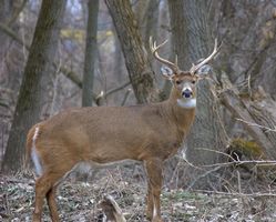 Deer Hunting em Guernsey County, Ohio