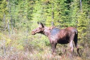 Como se bronzear um Ocultar Moose
