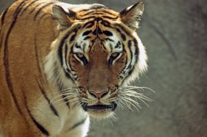 Como ver os tigres nos parques nacionais da Índia