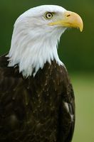 Como ver uma águia americana no parque nacional de Yellowstone