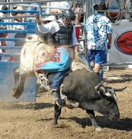 Professional Bull Regras de equitação