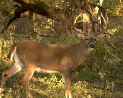 Deer Hunting em Atenas County, Ohio
