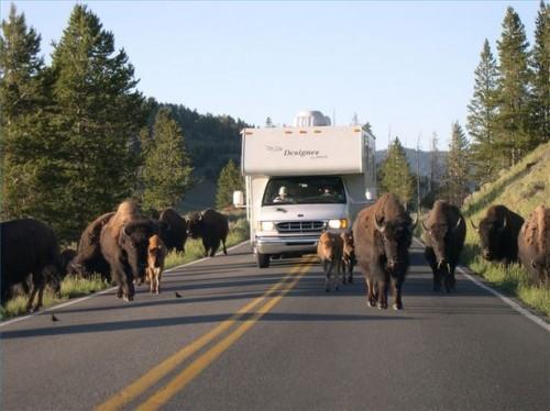 Como ver o bisonte em Yellowstone National Park