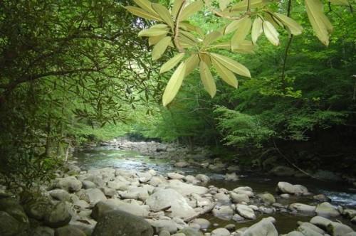 Como Caminhada Sugarland Creek Trail em Smoky Mountain National Park