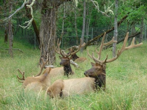 Elk Shed Antler Caça Dicas