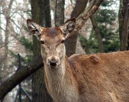Dia Deer Hunting abertura em Wisconsin