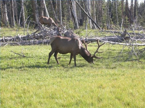 Coisas para levar Elk Hunting